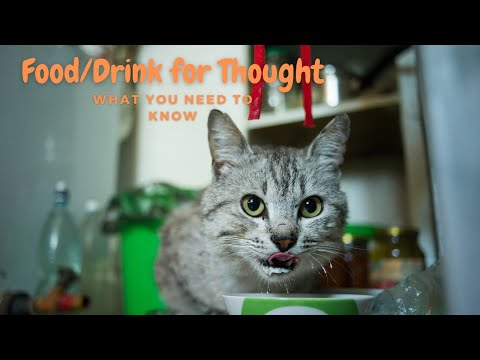 Cat Cuisine 101: A Guide to Understanding Your Cat's Dietary Needs and Choosing the Right Food!