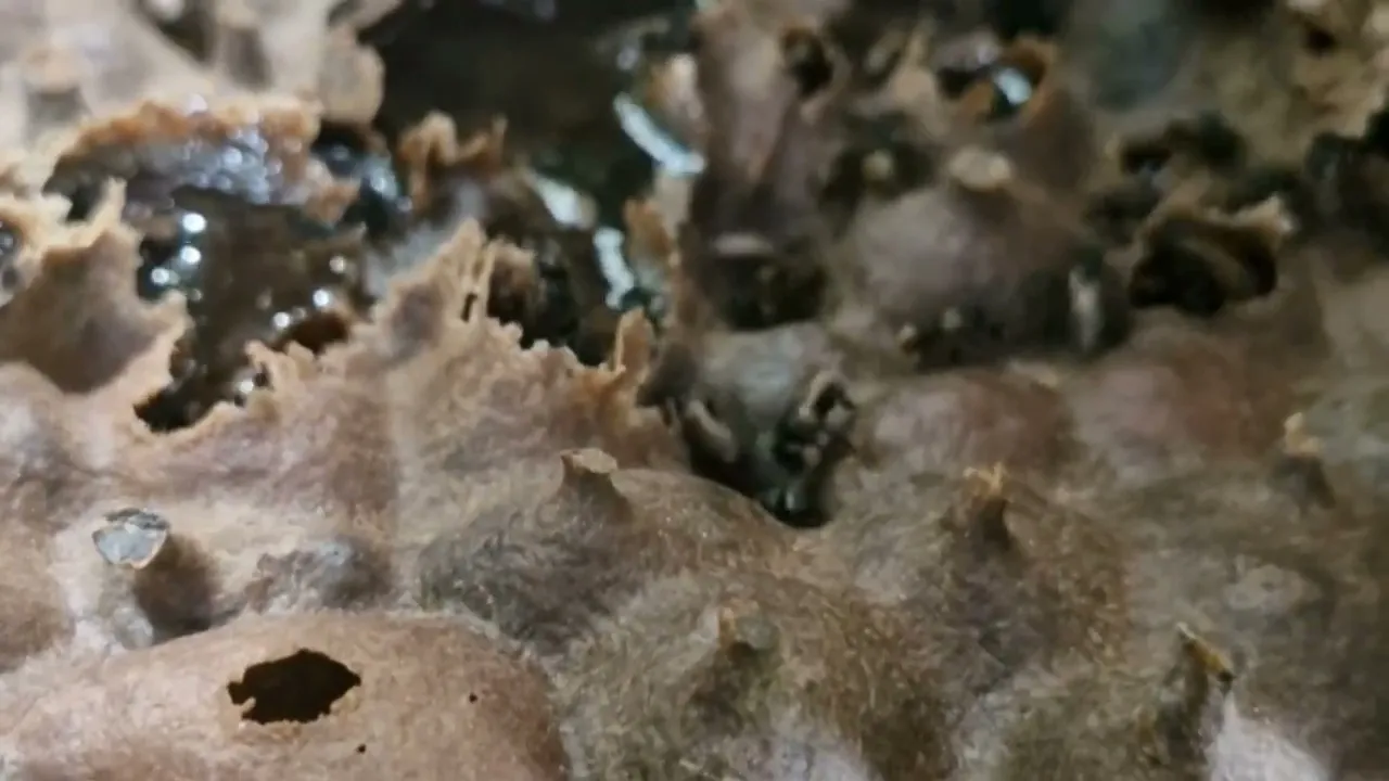 Vídeo de Heborá e Casa Melí