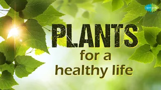 Plants for healthy life | Nani maa ke nuskhe | Saregama Podcast