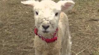 Lambs Baaing Lambs Baaing