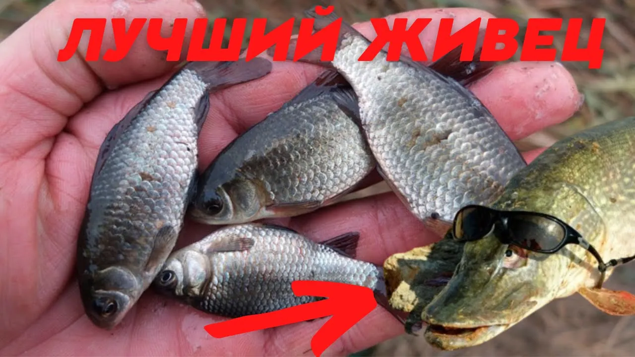 rybalka