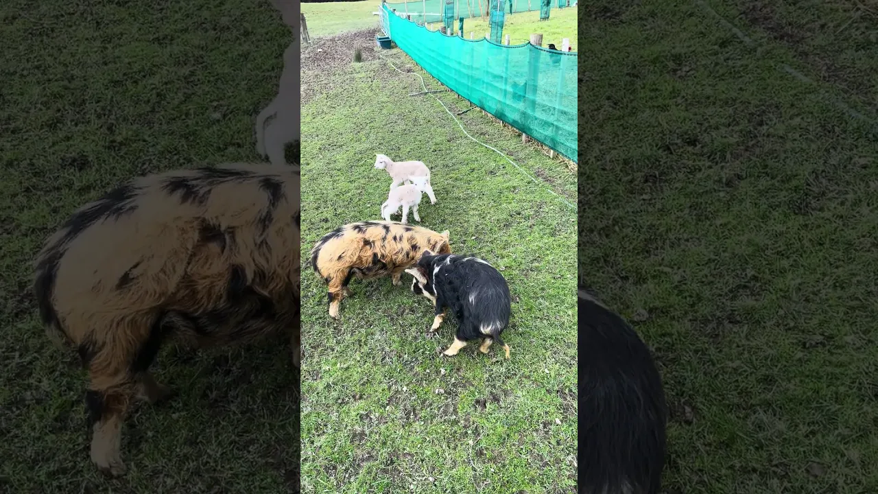 Adorable First Encounter: Kunekune Pigs Meet Baby Lambs! 🐷🐑