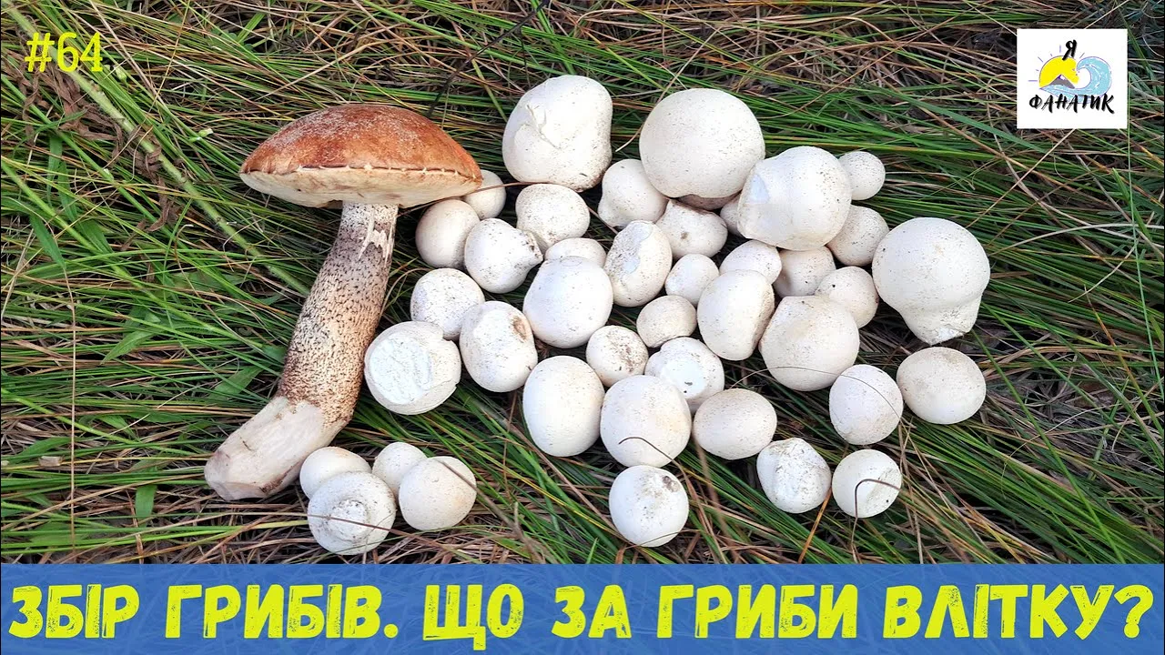 rybalka