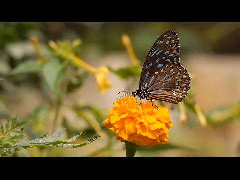 youtube-video-thumbnail