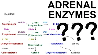 Adrenal Enzyme Deficiencies