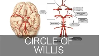 How to Draw the Circle of Willis