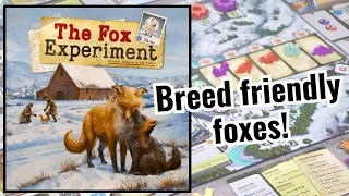 How to play the fox experiment!