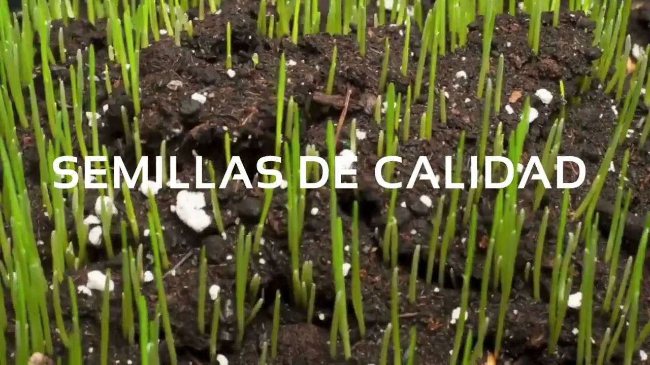 Video de M CALI