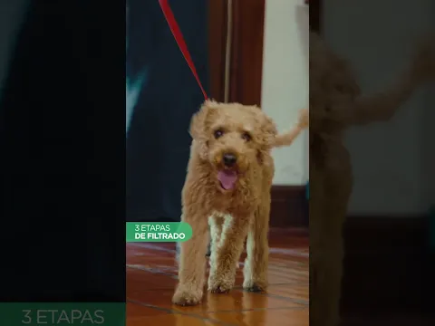 video_PETBEB04