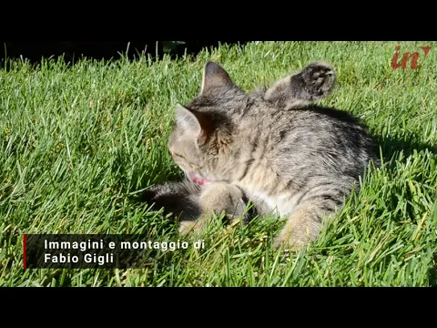 <span style="color:var(--accent)">Video:</span> A Capannori un fondo per supportare la sterilizzazione delle colonie feline