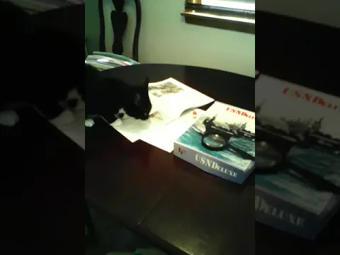 USN DELUXE wargame cat rule 37b #wargaming  #catshorts
