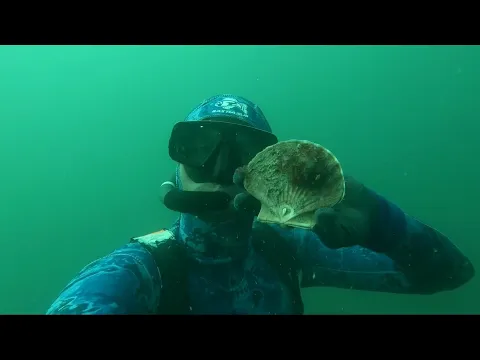 Vignette de la vidéo