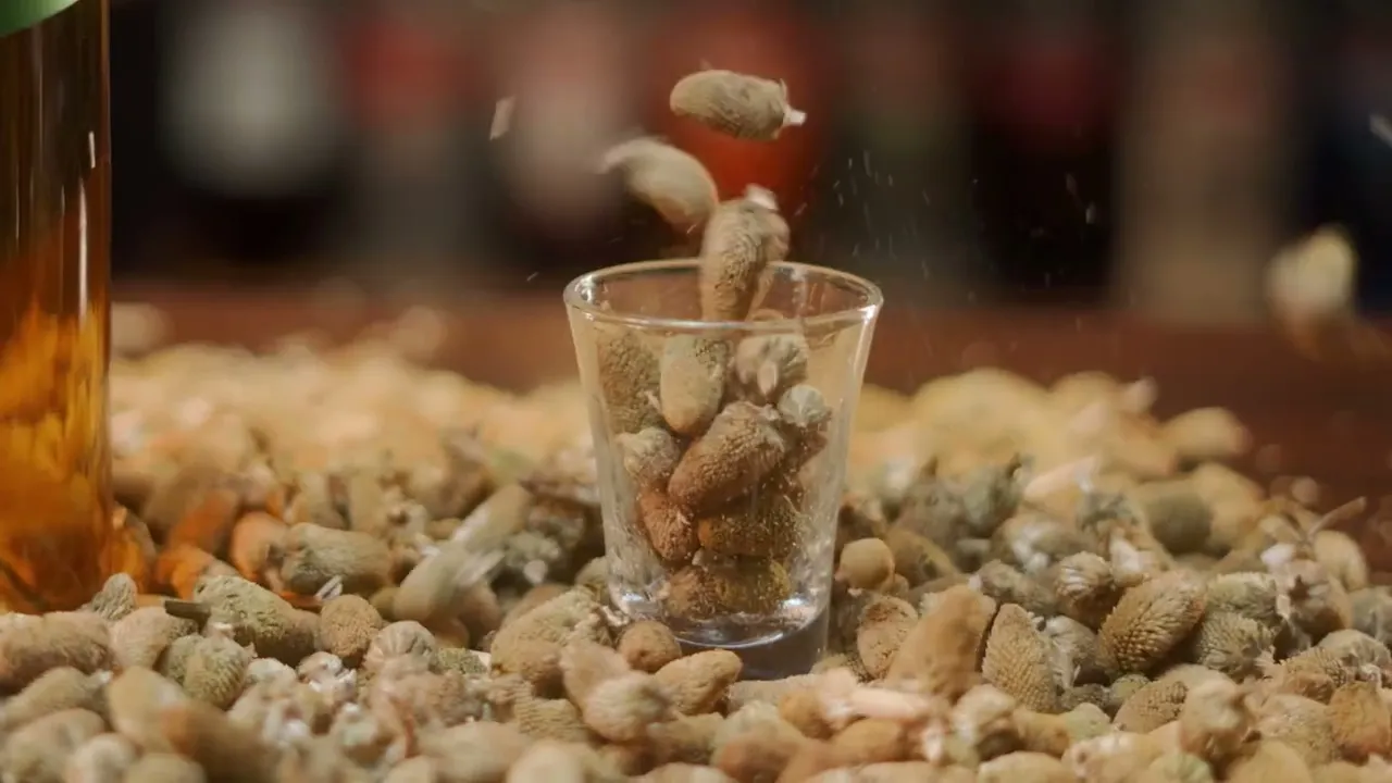 Vídeo de Caiçara Brazil Destilaria