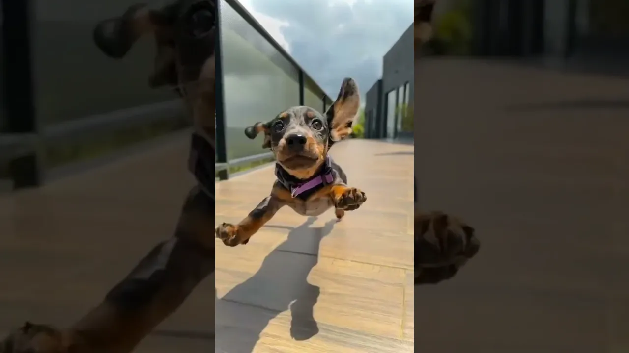 Vídeo de Focinho Estiloso