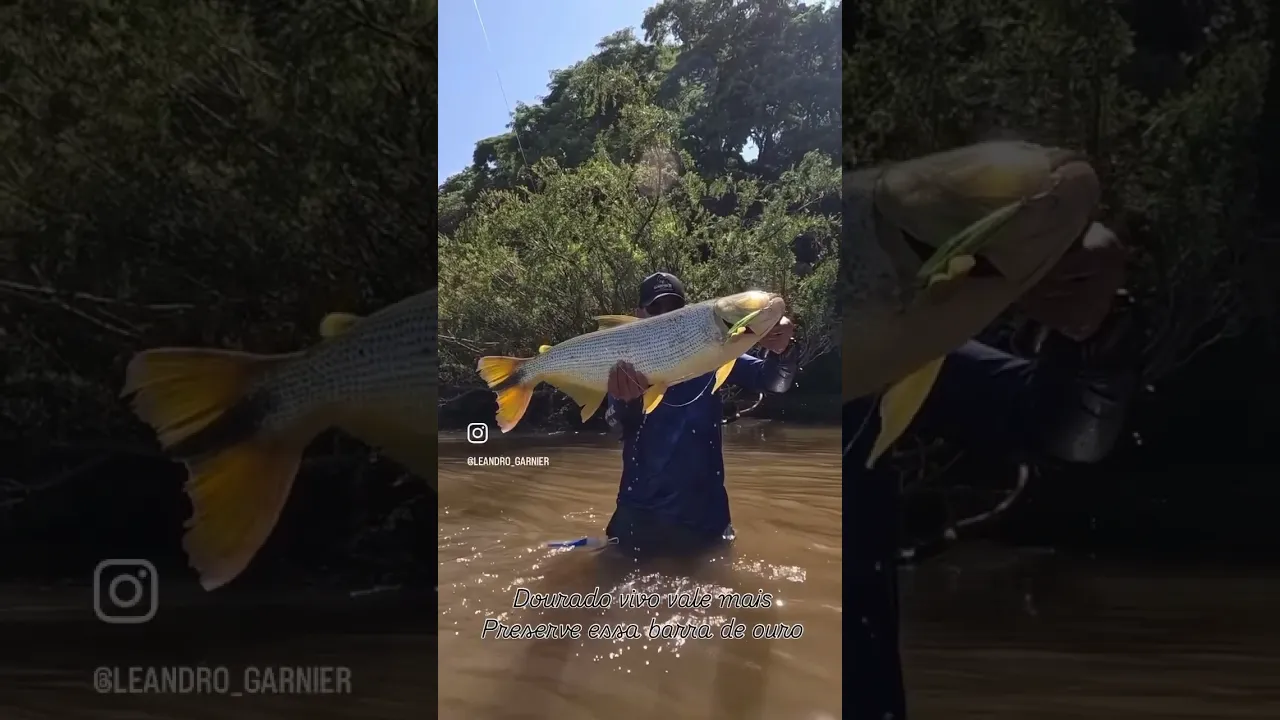 Vídeo de Garnier Pesca