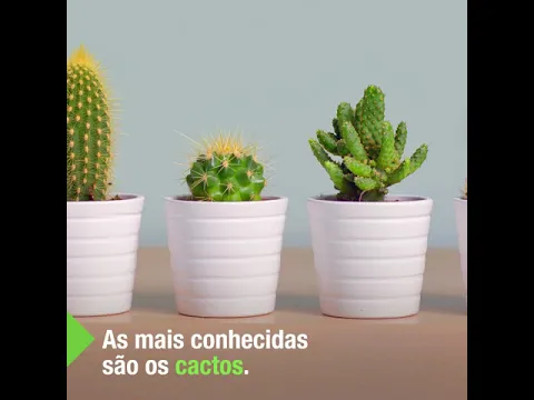 Cacto Mandacaru Pote 30