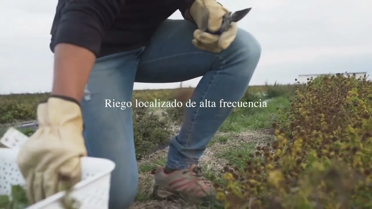 Video de Establecimiento La Santa
