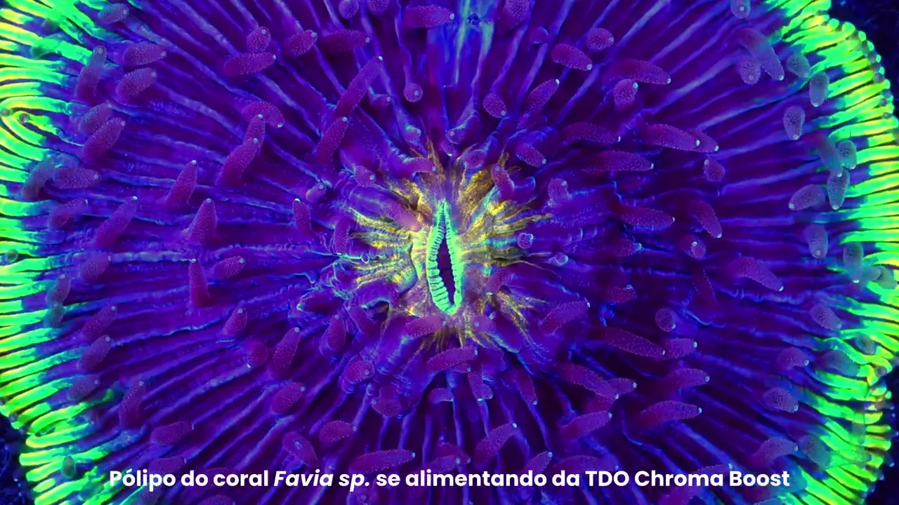 Vídeo de Reef Nutrition Brasil