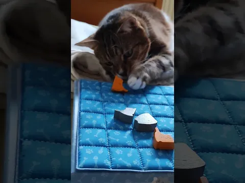 Boop #boardgames #unboxing #cat