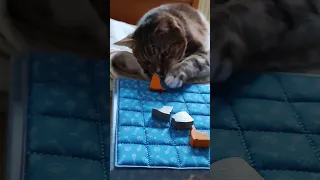 Boop #boardgames #unboxing #cat