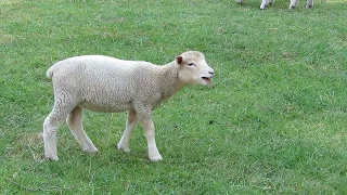 Cute Baby Lamb Baaing Cute Baby Lamb Baaing