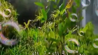 Whatsapp status Quran recitation surah Al_ Fathiha Whatsapp status Quran recitation surah Al_ Fathiha