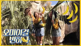 [2ND PLACE 1THEK] OH MY GIRL BANHANA(오마이걸 반하나) - BANANA ALLERGY MONKEY DANCE COVER | BY D.ZONE