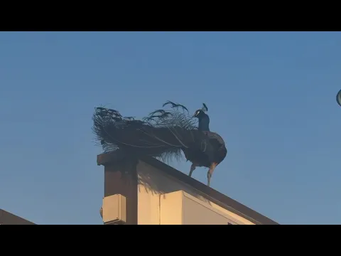 Youtube Preview
