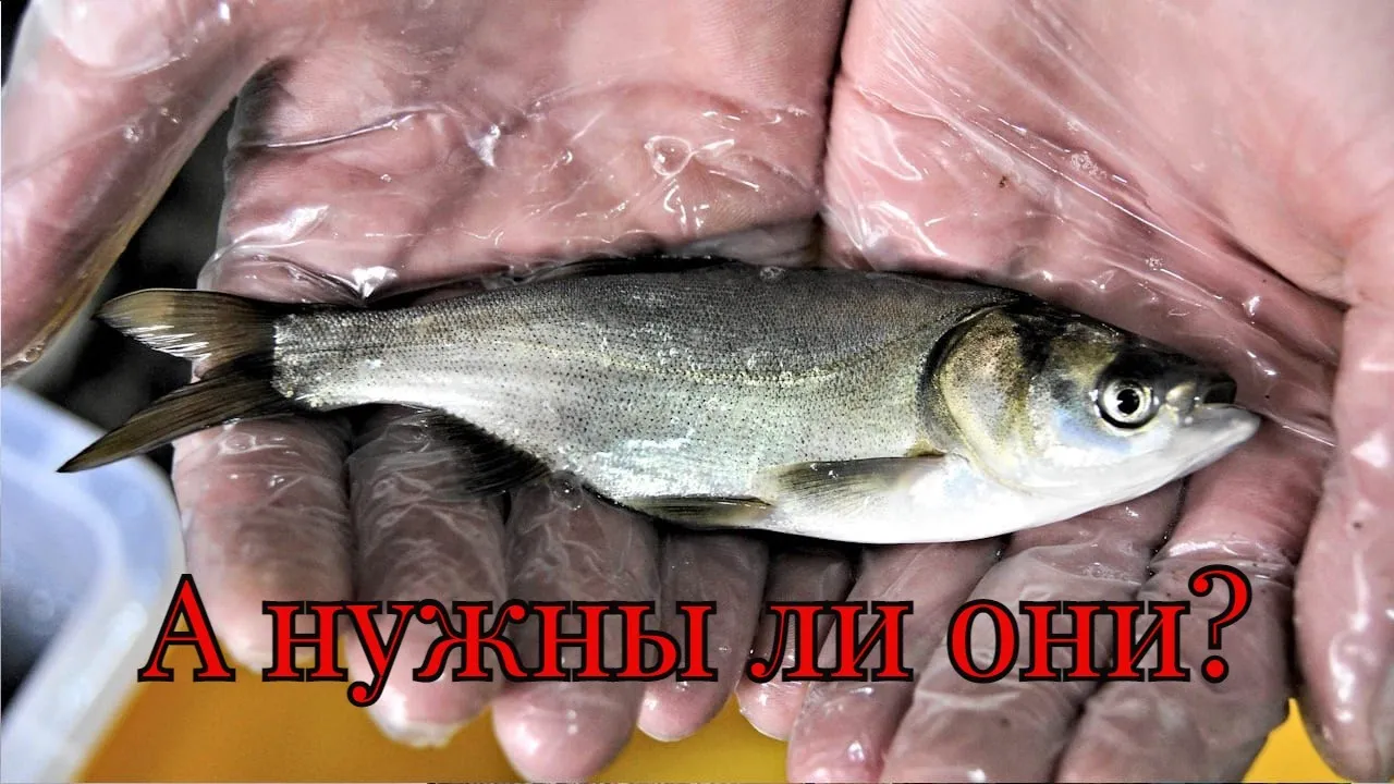 rybalka