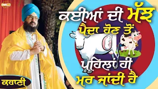 Many Buffaloes Die before they are Bor