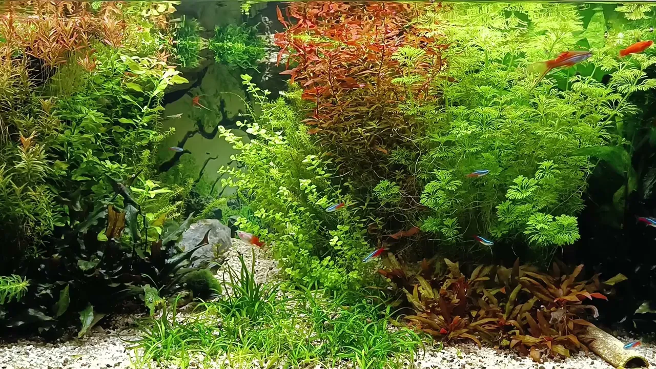 Video de ACUARIO DANIELS MAR