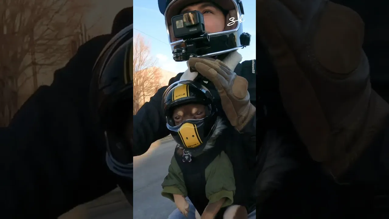 Chihuahua in Helmet Rides Motorcycle 😍
