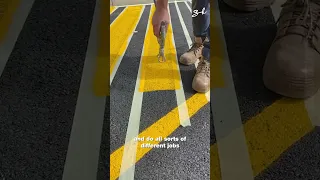 How Road Signs Are Painted 😍