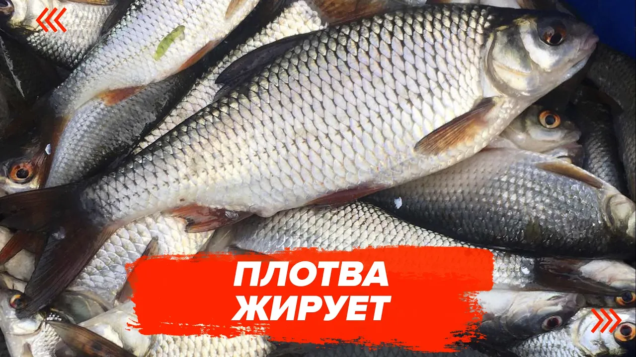 rybalka
