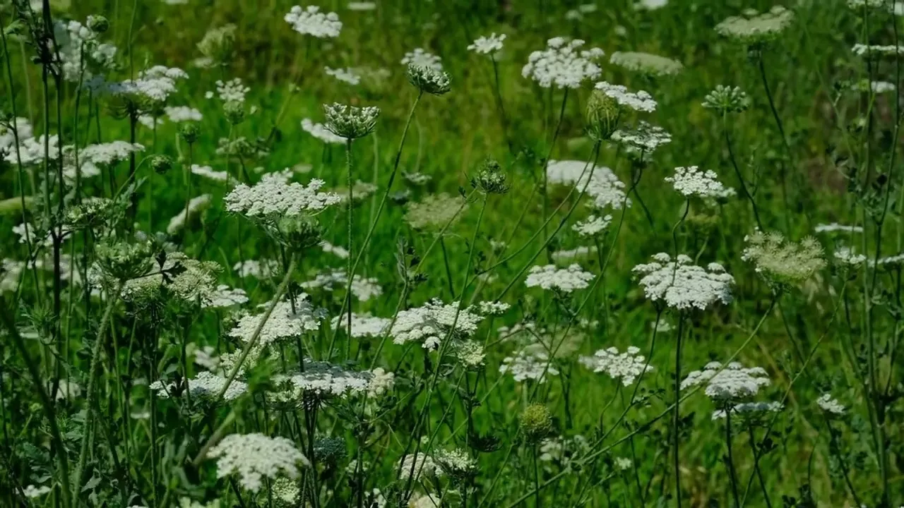 Vídeo de Mãos de Florista