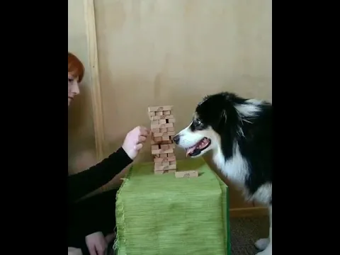 Dog playing Jenga