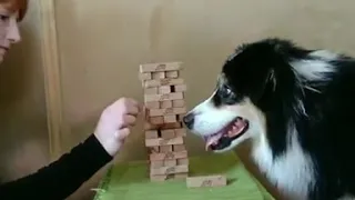Dog playing Jenga