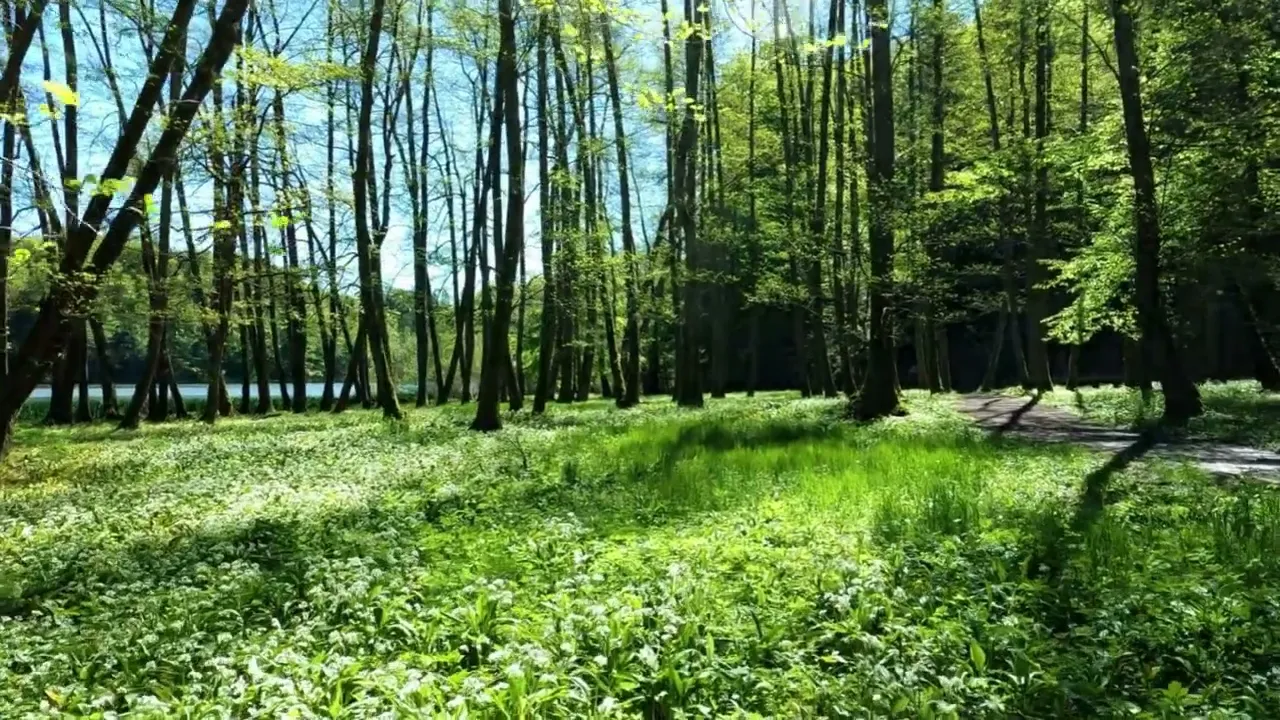 Video de Volcanic Sunset