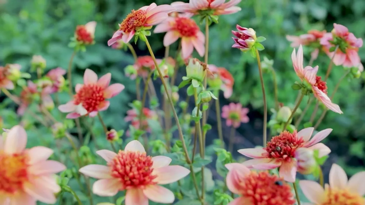 Video de David Orellano | Bulbos Importados y Semillas de Colección