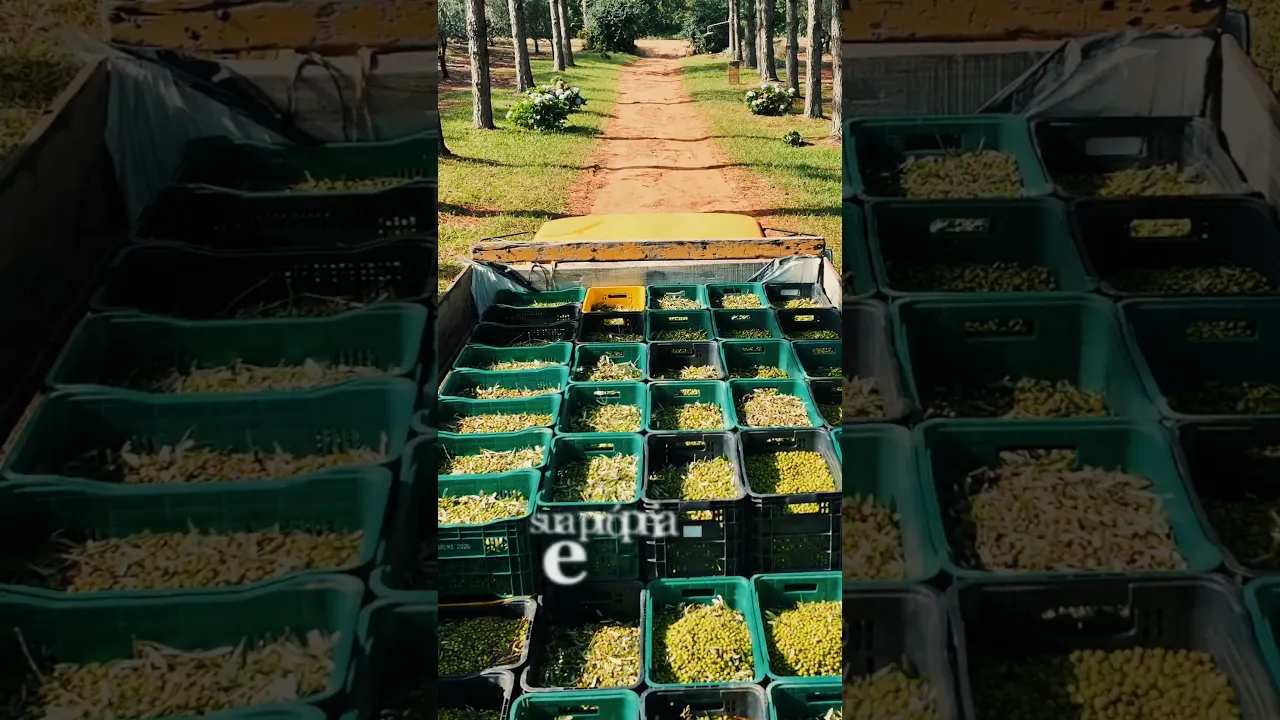 Vídeo de Terras Altas