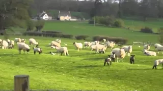 Sheep baa-ing