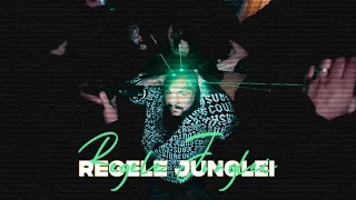 Dani Mocanu 🦁 Regele Junglei 👑 Video