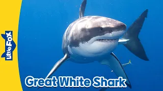 Meet the Animals | Great White Shark | Wild Animals | Stories for Kindergarten