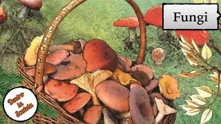 Dentro la Scatola (recensione 031) - Fungi [Morels]