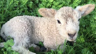Cute baby lamb bleating - Baby lamb makes baaing sounds Cute baby lamb bleating - Baby lamb makes baaing sounds