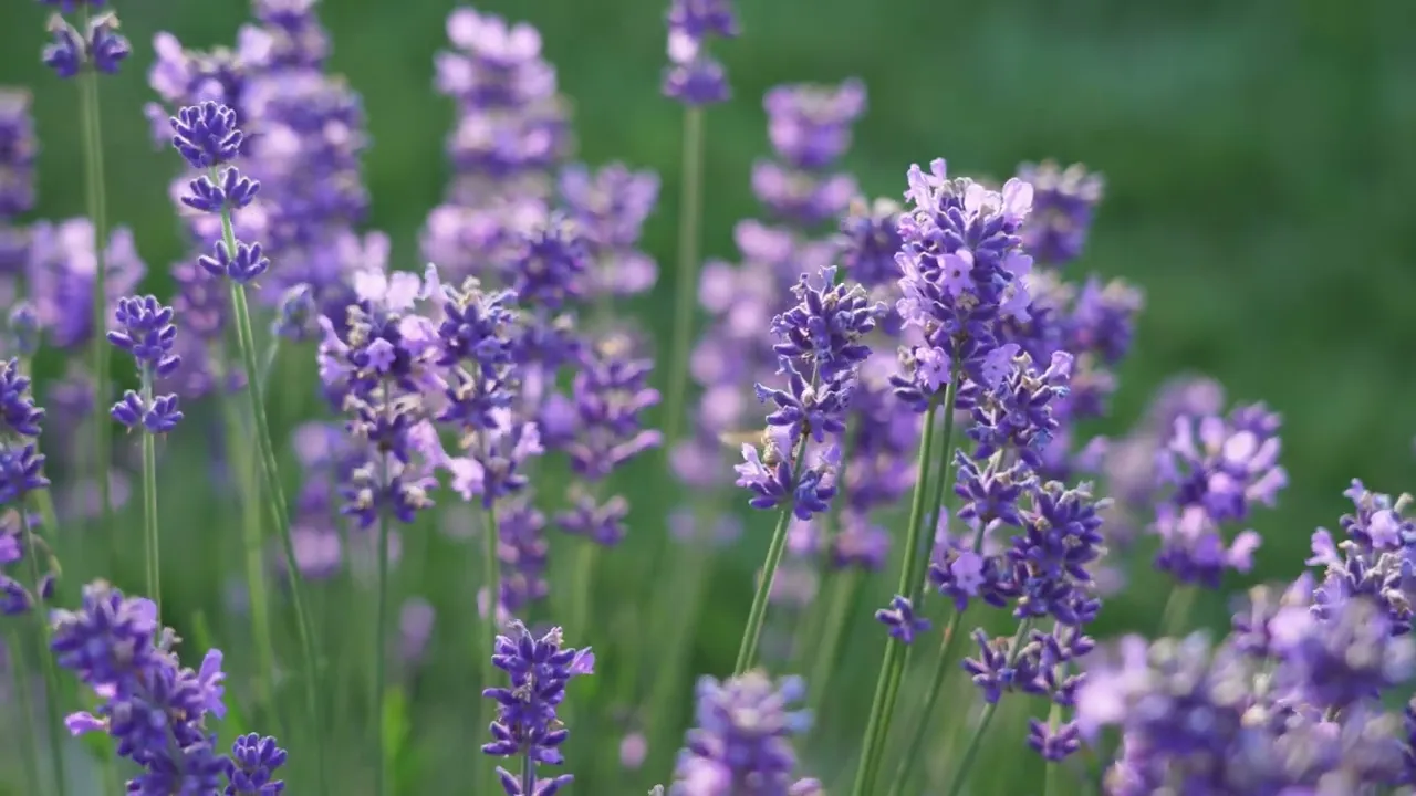 Video de Bonita Terra Cosmética Natural