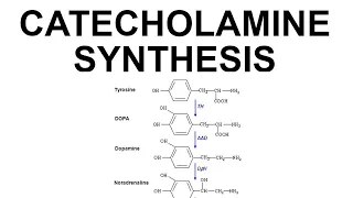 Catecholamine Synthesis