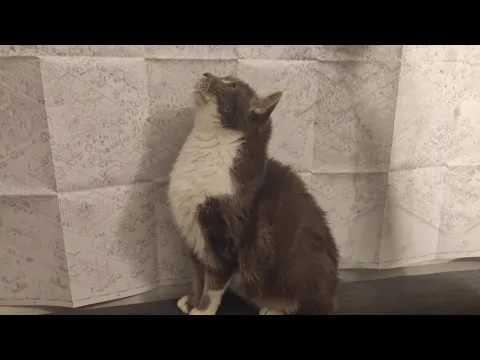 Tiny The Cat is playing with MicroMacro: Crime City