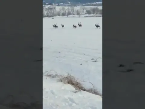 <span style="color:var(--accent)">Video:</span> Tussio, cervi in libertà nella neve a pochi km da L’Aquila