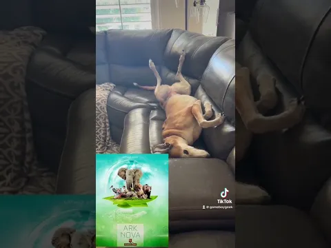 My Greyhound Sox Loves to Play Board Games! Don’t Believe Me?